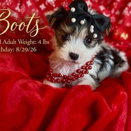 BoOts - Parti female Yorkshire Terrier puppy in Prosper, Texas from DaintyDawlz