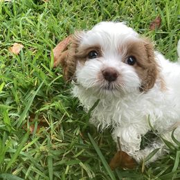 Cavapoo and Shihpoo Puppies from Haus of Doodles