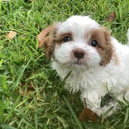 Cavapoo and Shihpoo Puppies from Haus of Doodles