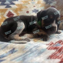 Junebug - Blue ticked and tan female Bluetick Coonhound puppy in Mount Pleasant, Texas from Harmons Hounds