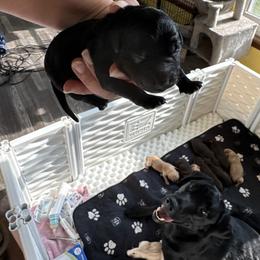 Black female - Black female Labrador Retriever puppy in Portland, Tennessee from Whiskey Ridge Retrievers