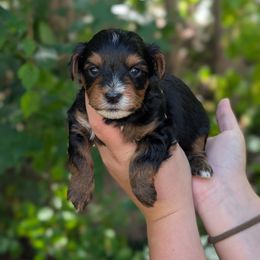 Starbucks - Black and tan male Yorkipoo puppy in Coshocton, Ohio from Forever Family Puppies