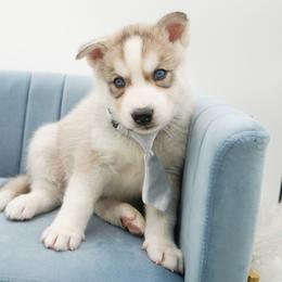 Golden Retriever, Miniature American Shepherd, and Siberian Husky Puppies from HuskiesAndGoldensWithFinesse