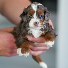 Trinity - Merle female Bernedoodle puppy in Dundee, Ohio from Down Home Doodle