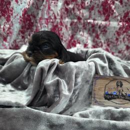 Latte - Black and tan male Cavalier King Charles Spaniel puppy in Neosho, Missouri from Pups on the Ridge
