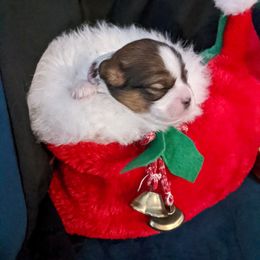 Lhasa Apso Puppies from Robin's Lhasa Apsos