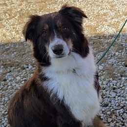 Lydia - Australian Shepherd