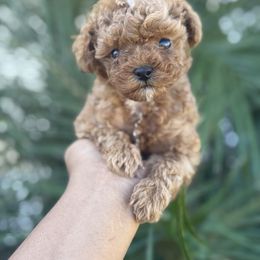 Susie - Red  female Poodle puppy in Kissimmee, Florida from Unique Poodles