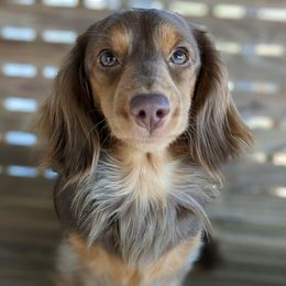 Jada - Dachshund