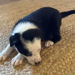 618 - Black and white female Border Collie puppy in Temecula, California from West Coast Border Collies