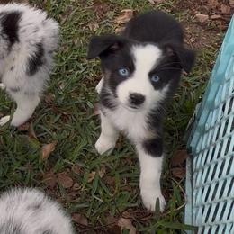 Boy 2 - Black tri-color male Australian Shepherd puppy in Lakeland, Florida from Infinite Aussies