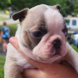 Brindle AKC Roo - Seal brindle and white male Boston Terrier puppy in Morristown, Tennessee from Down in the Holler
