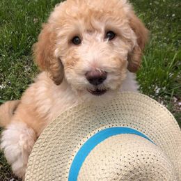 Labradoodle Puppies from 101 Labradoodles