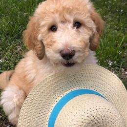 Labradoodle Puppies from 101 Labradoodles