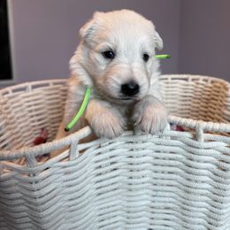 Lime green girl - White female Berger Blanc Suisse puppy in Wilmington, North Carolina from Supernova Swiss Shepherds