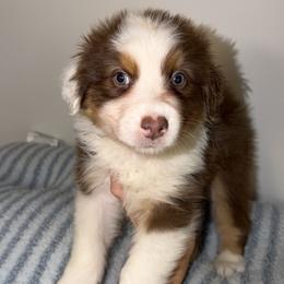 Enchilada - Red tri-color male Australian Shepherd puppy in Anniston, Alabama from All Hale Aussies