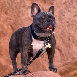 Shadow - French Bulldog