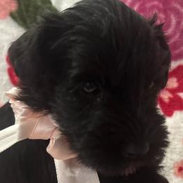 Female 2 - Black female Miniature Schnauzer puppy in Granville, Ohio from Shull Mini Schnauzers