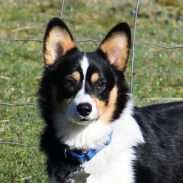 Pembroke Welsh Corgi All Grown Up from Broken Arrow Corgis