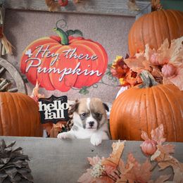 Girl 2 - Pembroke Welsh Corgi puppy in Gig Harbor, Washington from Pacific Northwest Pembroke Welsh Corgis