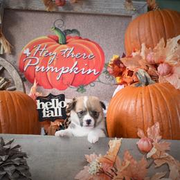 Girl 2 - Pembroke Welsh Corgi puppy in Gig Harbor, Washington from Pacific Northwest Pembroke Welsh Corgis