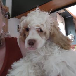 Boy 1 - Red  Poodle puppy in Canterbury, Connecticut from Diamonds in the Sky