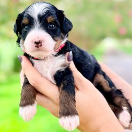 Fiddler (on the Roof) - Tri-color male Bernedoodle puppy in Rose Hill, North Carolina from Red Door Canines