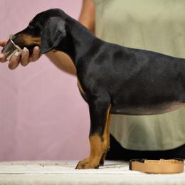 Peach collar - Black and rust female Doberman Pinscher puppy in Santa Clarita, California from Riviera Dobermans