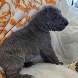 Twix - Blue brindle female Great Dane puppy in Albany, Oregon from Red Cloud Australian Shepherds and DeGray Great Danes & Bulldogs
