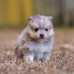 Golden - Merle female Pomsky puppy in Sumter, South Carolina from Emerald Skies Pomskies