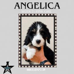 Angelica (Pink collar) - Tri-color female Bernedoodle puppy in Boiling Springs, South Carolina from OlliePups, LLC