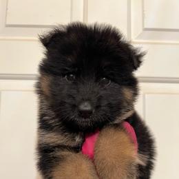 Clark - Black and red male German Shepherd puppy in Quartz Hill, California from Von Gonzalez Kennel
