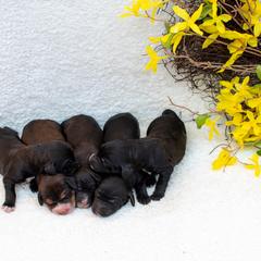 Goldendoodle and Springerdoodle Puppies from Springerdoodles Plus AZ