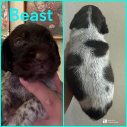 Beast - Liver and white male German Wirehaired Pointer puppy in Fulshear, Texas from Jagged Edge German Wirehaired Versatility Dogs