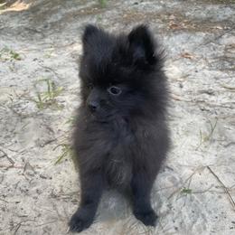Salagadoola - Black female Pomeranian puppy in Bamberg, South Carolina from Shakhor Ohr Collies and Pomeranians