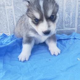 Heartly - Gray and white male Siberian Husky puppy in Mccool Junction, Nebraska from Sininger Lagoon