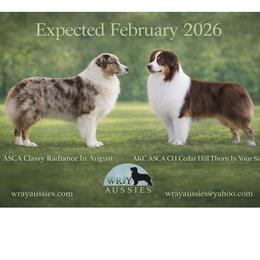 Australian Shepherd puppies from Wray Aussies