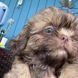 Shih Tzu Puppies from Mosley Kennel Shih Tzu