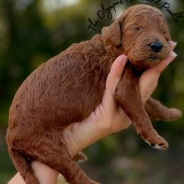 Georgie Weasley - Red  female Poodle puppy in Spring Hills, Florida from The Olympus Standard Poodle