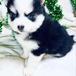 Nutmeg - Black and white female Pomsky puppy in Rhome, Texas from TyeDye Kennels