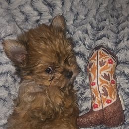 Biewer Terrier, Yorkipoo, and Yorkshire Terrier Puppies from Tiny Paws Luxury Pets