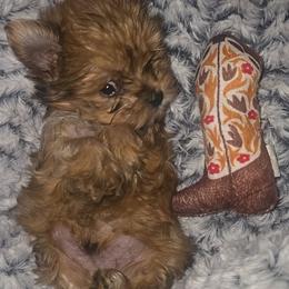 Biewer Terrier, Yorkipoo, and Yorkshire Terrier Puppies from Tiny Paws Luxury Pets
