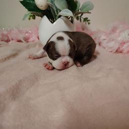 Boston brown girl 3 - Red female Boston Terrier puppy in Salisbury, North Carolina from P3 Boston Terriers in NC
