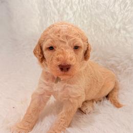Apollo - Cream male Goldendoodle puppy in Arlington, Texas from Chambers Doodle Patch