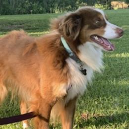 Miniature Australian Shepherds from Comeaux Aussies