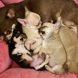 Chihuahua Puppies from Stardom Chihuahuas
