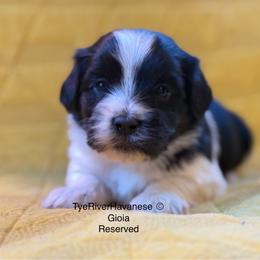 Gioia - Black and white female Havanese puppy in Lovingston, Virginia from Tye River Havanese