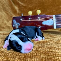 CONWAY - Black and tan male Pembroke Welsh Corgi puppy in Ritzville, Washington from Sapphire Iris Corgis