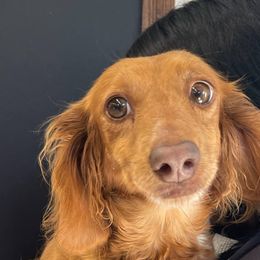 Daisy - Dachshund