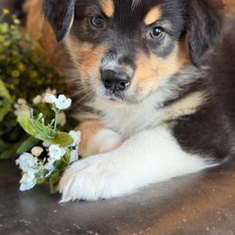Whiskey-has tail-many videos - Black tri-color male Australian Shepherd puppy in Troy, South Carolina from Australian Shepherds of 3/W Farms